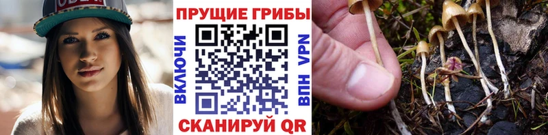 Галлюциногенные грибы GOLDEN TEACHER  Купить  Алушта 